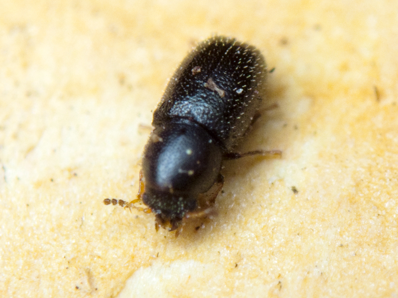 Sulcacis nitidus (Fabricius, 1792)